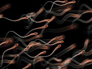 Strict guidelines to take part within the first-ever Sperm Racing World Cup the place winner will take dwelling $100,000