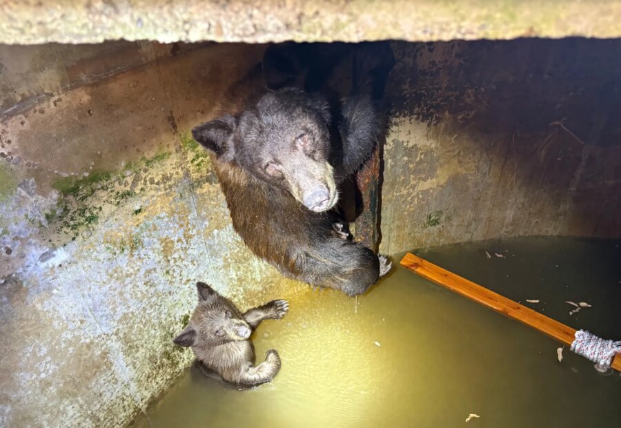 Bear Family Rescued After Being Trapped in La Verne Water Tank