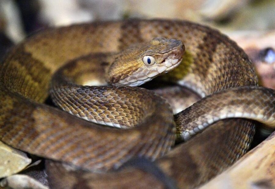 Man Risks His Life Sneaking Onto Snake Island, Where No Humans Are Allowed to Visit