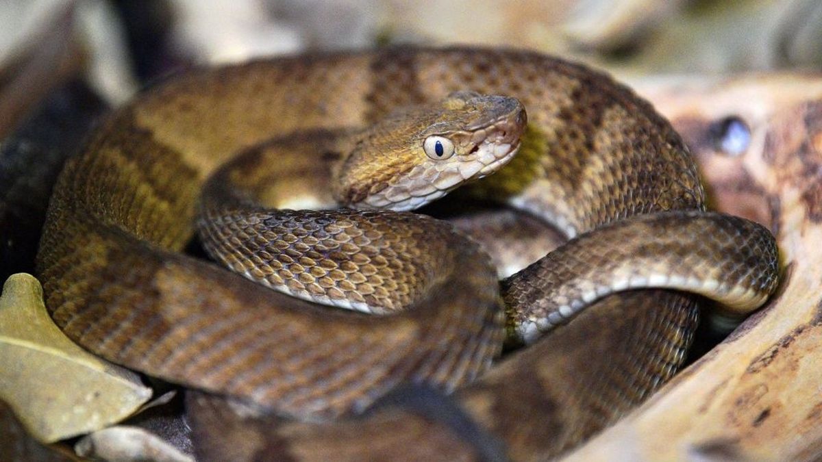 Man Risks Life to Sneak Onto Forbidden Snake Island