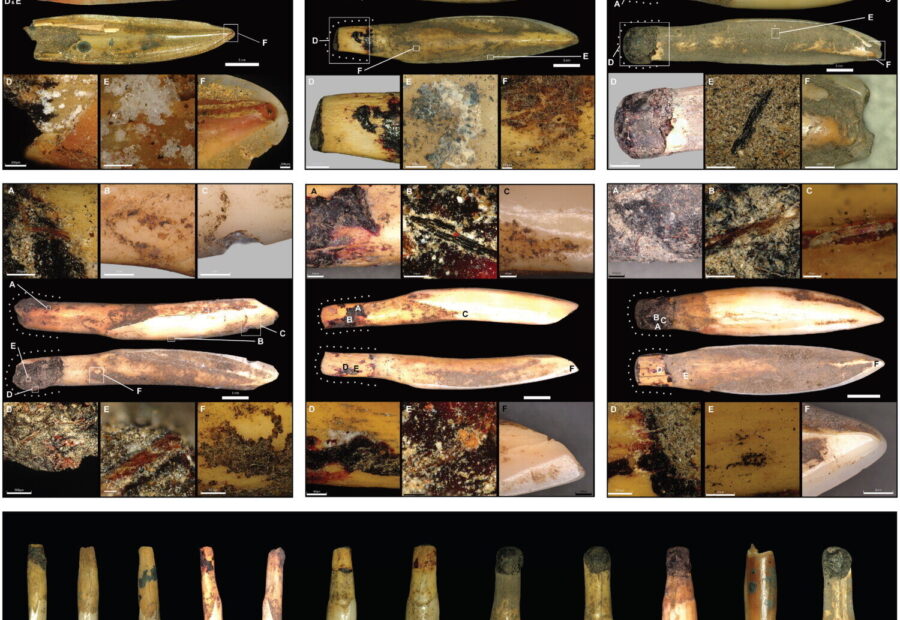 Resin-Mounted Wallaby Teeth Reveal Rare 1,200-Year-Old Ornaments in Queensland
