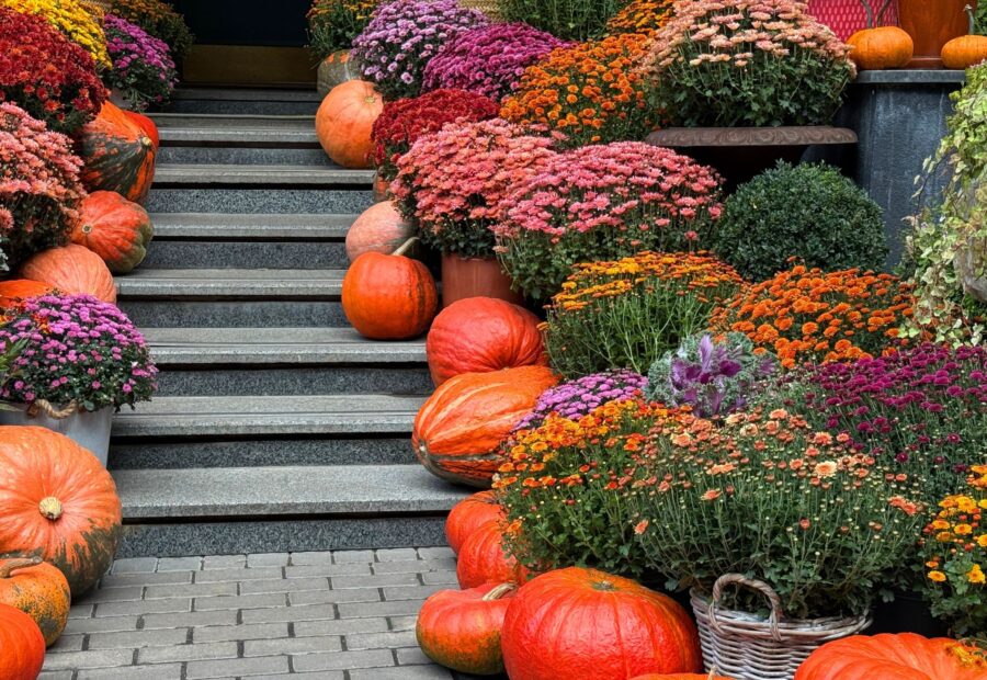 September Chrysanthemum Care: What to Do Now