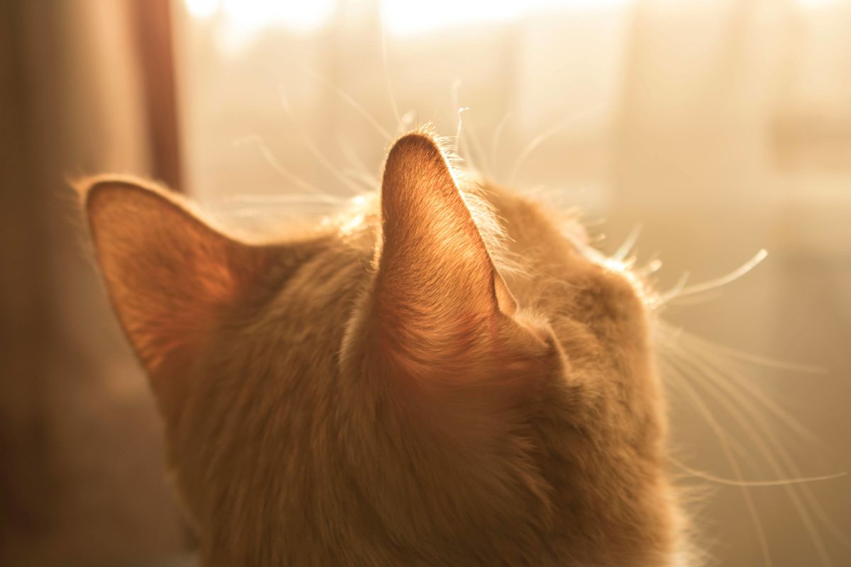 Tiny Orange Kitten Named Parmesan Is the Cutest ‘Baby Cheese’ Ever Seen